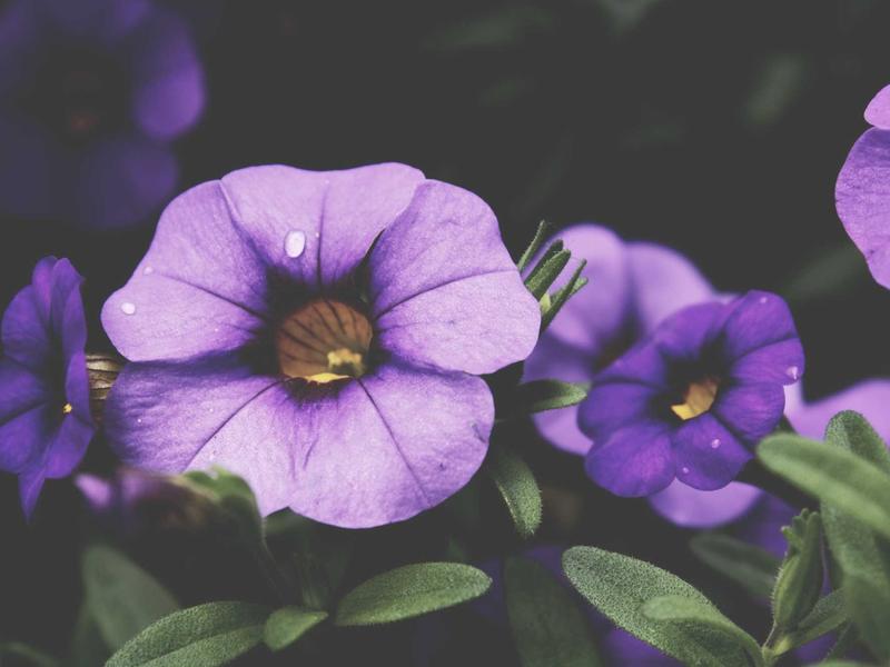 sudoku even odd sudoku screenshot 1